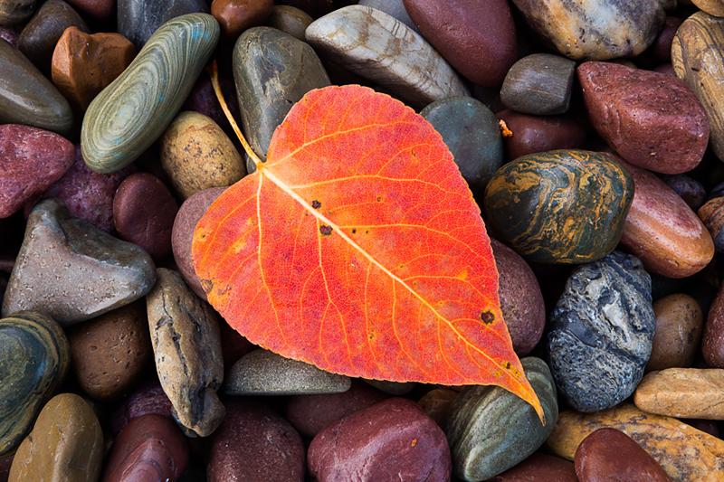 “Lake McDonald Aspen Leaf,” photograph by Bill Crnkovich, Coastal Camera Club.
